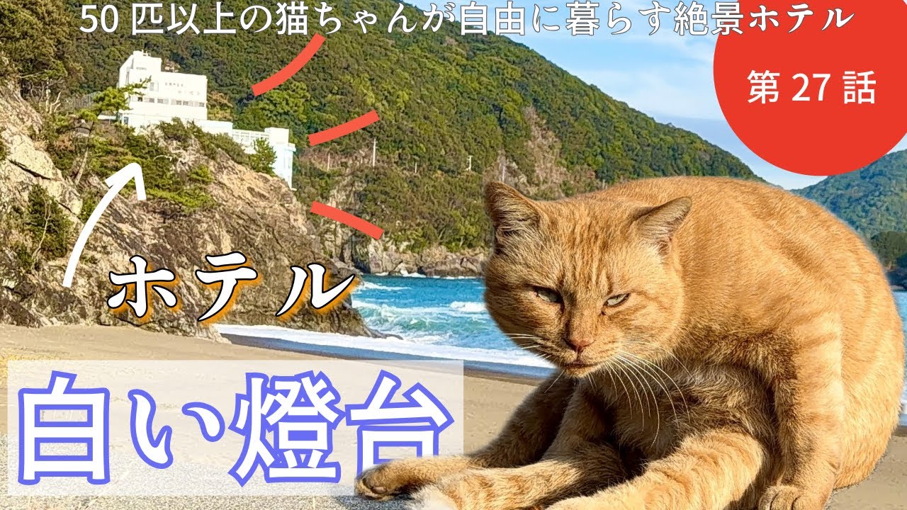 【ホテル白い燈台】1週間のフリアコの旅！いつもの一泊じゃ足りずフリアコで猫達に癒されて参りました。空き時間を利用してウミガメさんにも会えました。