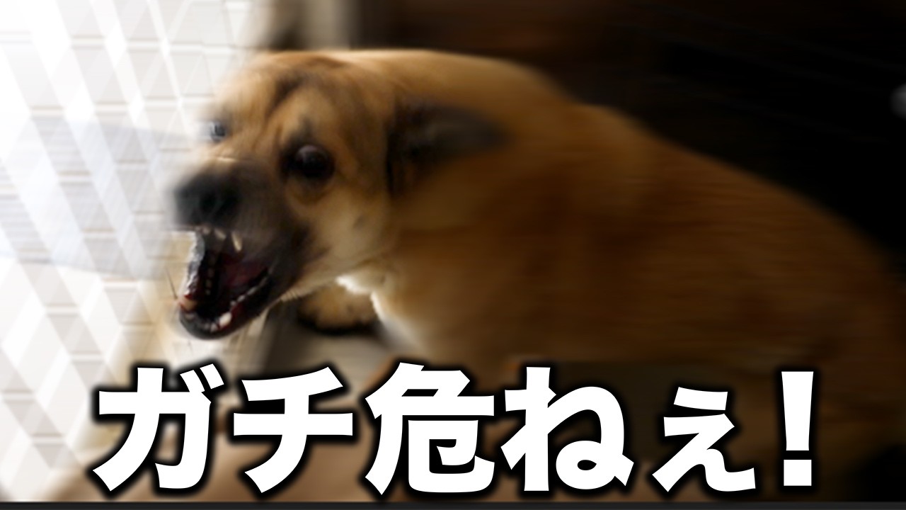 【ガチ焦った】咬傷犬が愛護センターに大量発生?!保護しに行ったらマジで今までで1番ヤバかった 【保護犬】