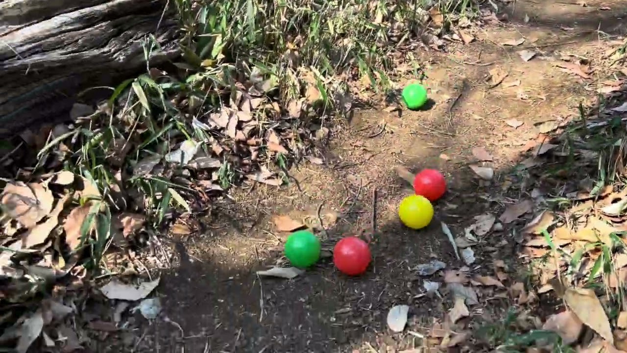 Marble in Forest Park / 森で玉転がし