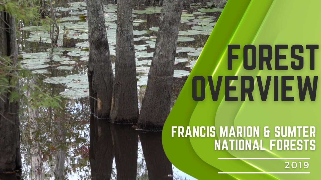 Francis Marion & Sumter National Forests: Forest Overview