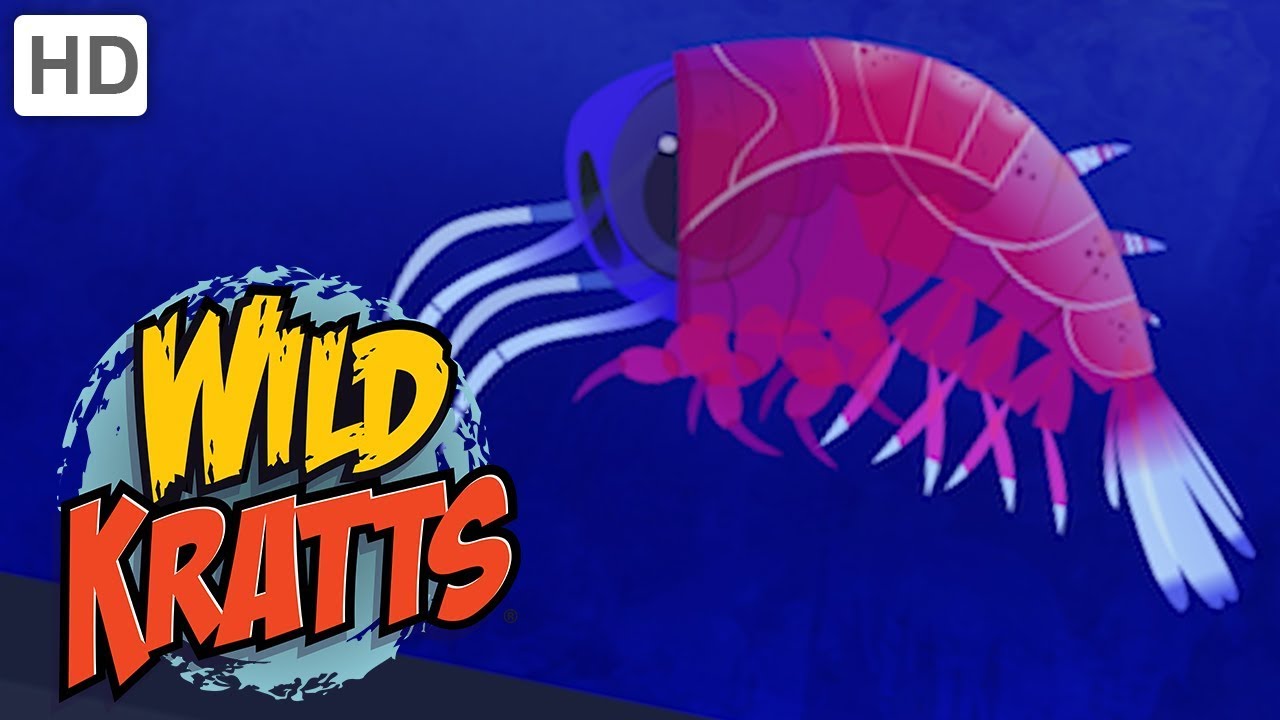 Wild Kratts 🐡 Strange Creatures | Kids Videos