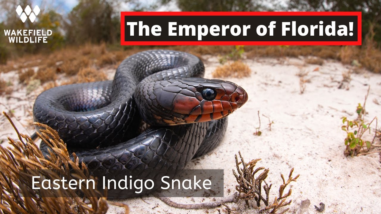 Finding an Eastern Indigo Snake!