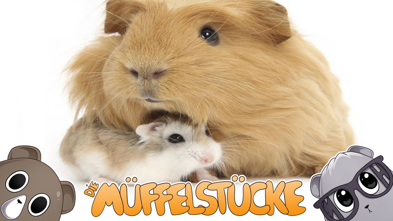 Zwerghamster VS Meerschweinchen | Die Müffelstücke