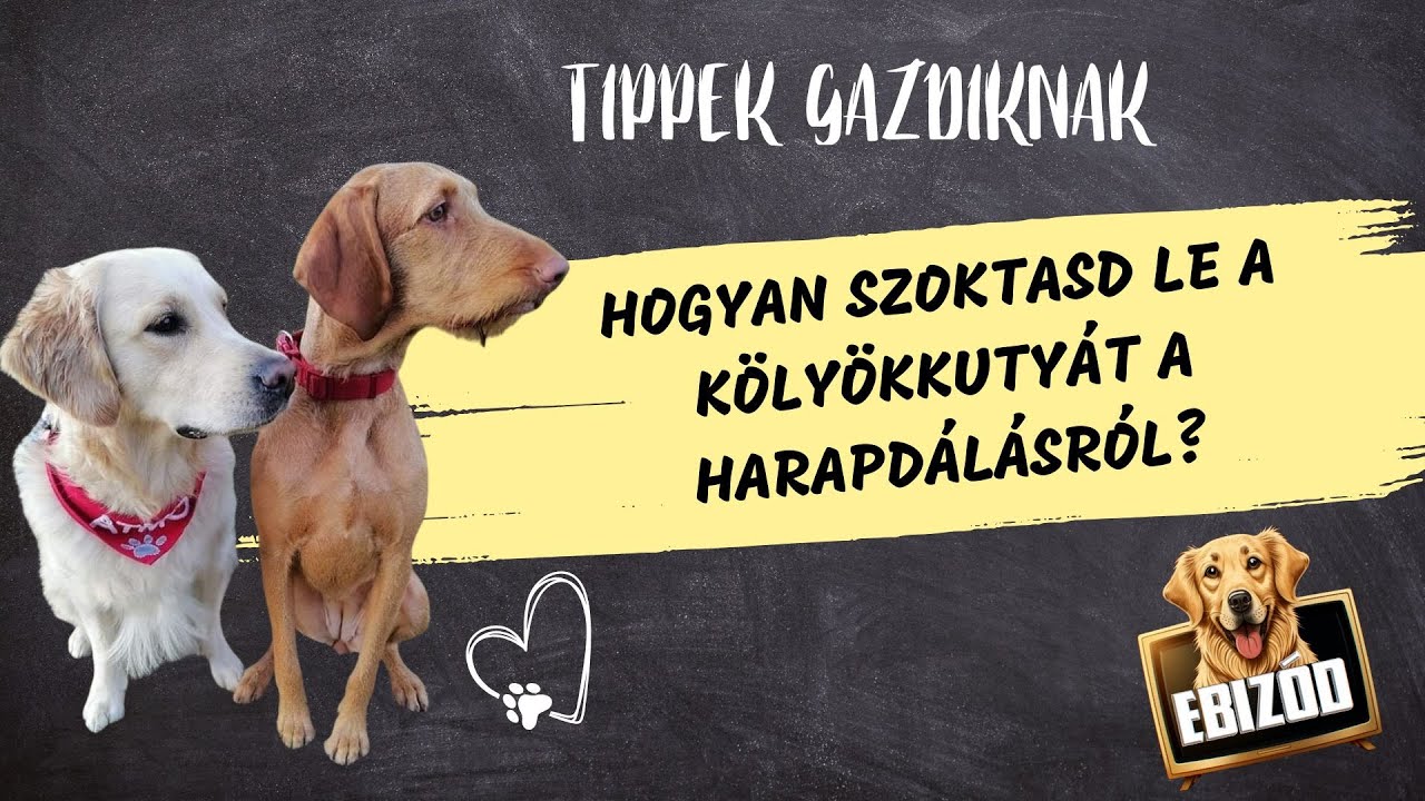 Hogyan szoktasd le a k&ouml;ly&ouml;kkuty&aacute;t a harapd&aacute;l&aacute;sr&oacute;l?