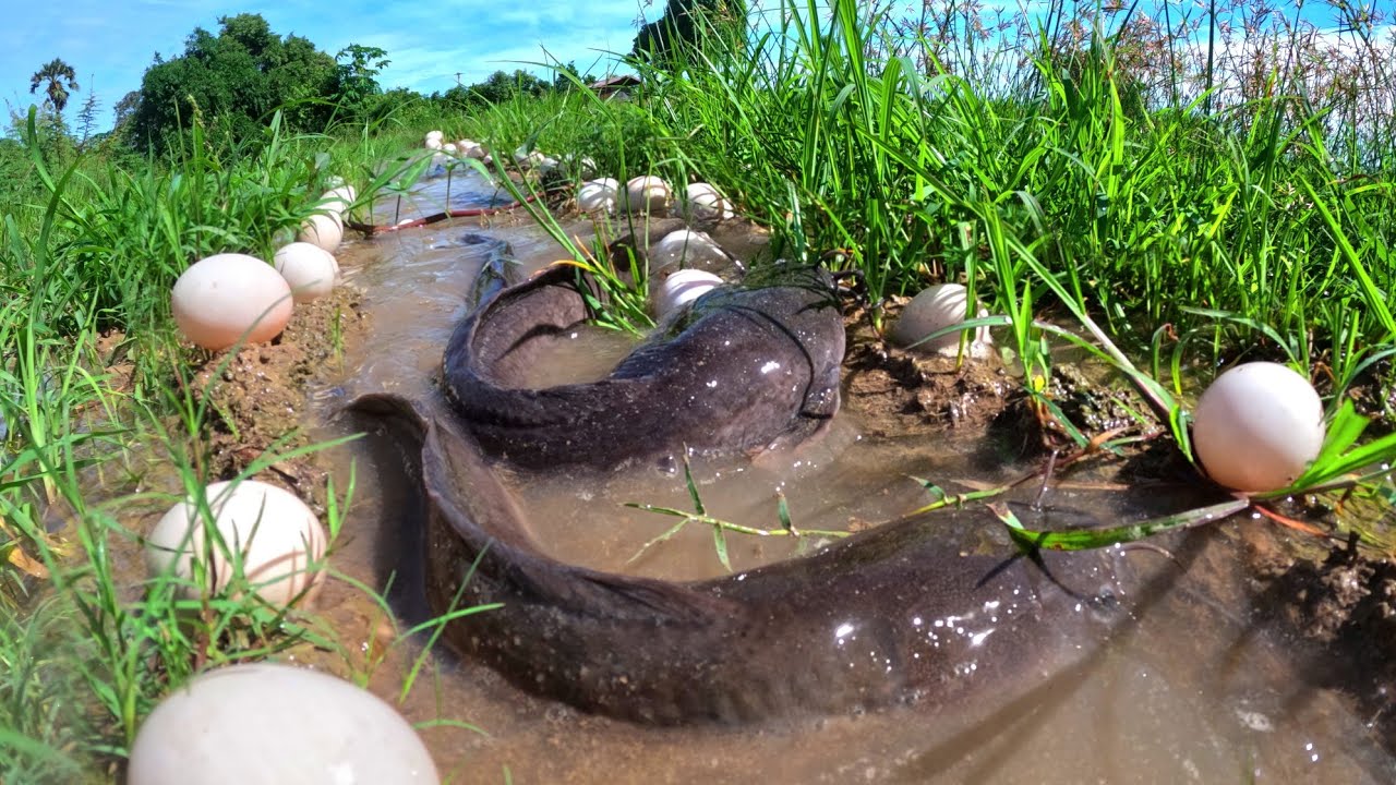 wow wow wow, catch a lot of fish in water and pick duck eggs in rice field by hand fishing skills