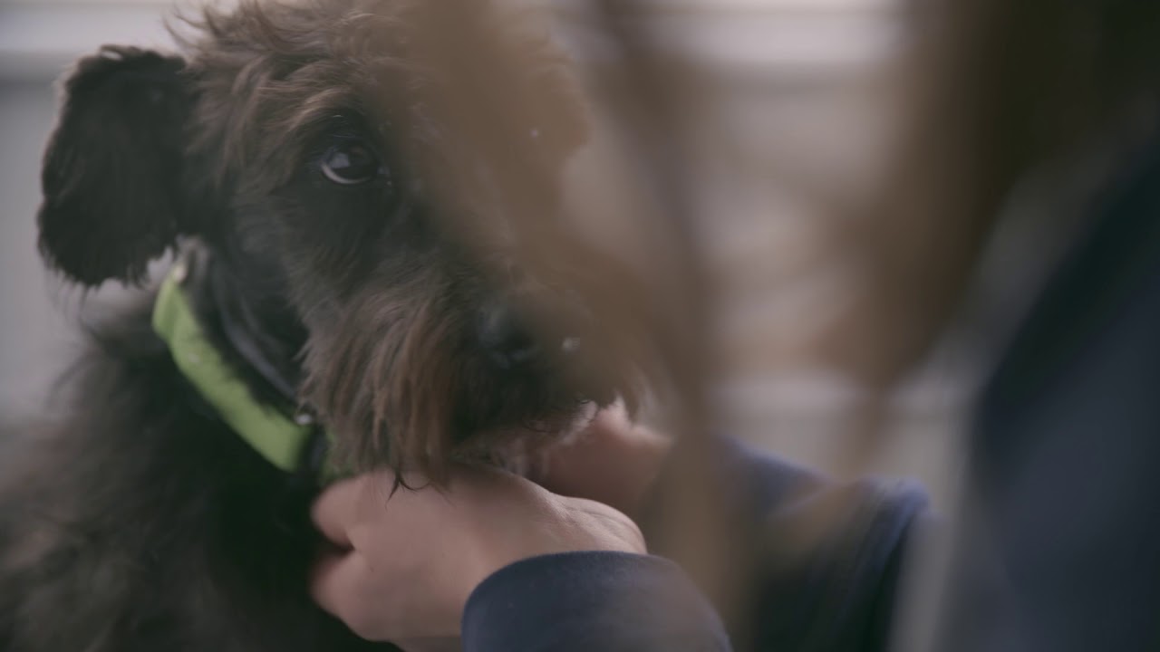 A Senior Rescue Dog Tells His Story