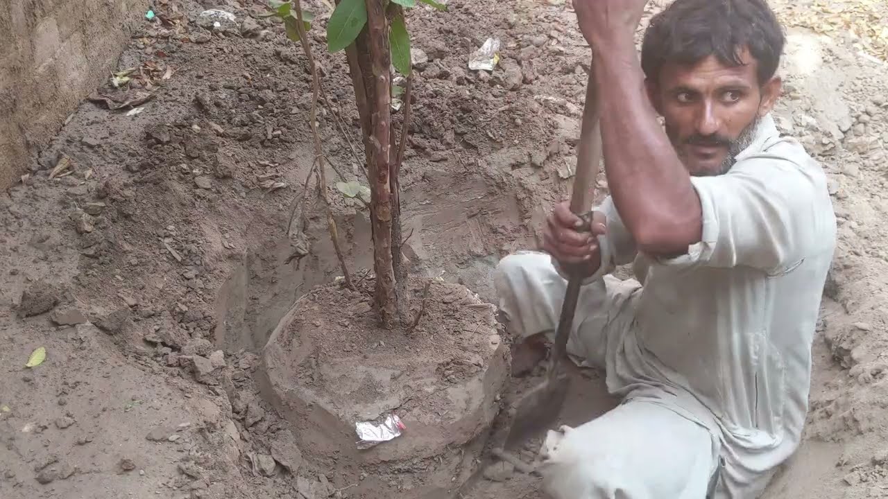 Transplanting a Mature Guava Tree #villagelife