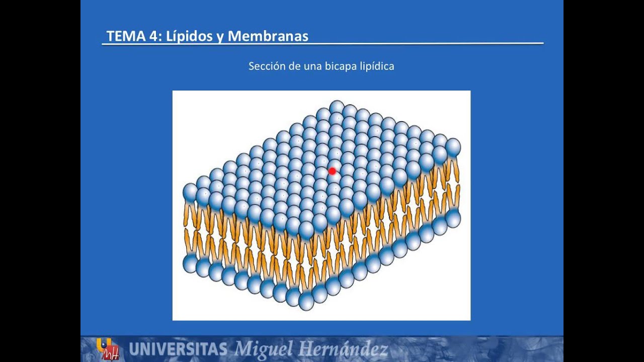 Tema 4.2 Estructura, composición y propiedades de los lípidos (UMH1003 2015-16)