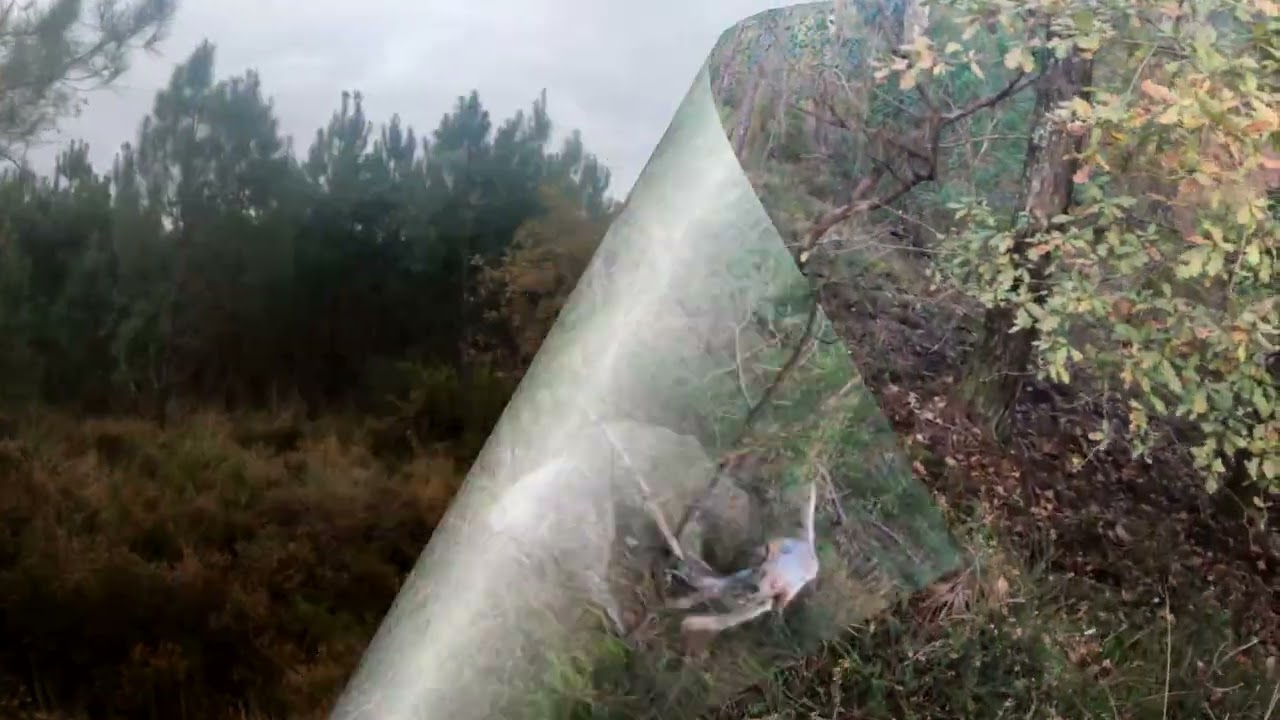 bécasse 40 -sorties fin novembre