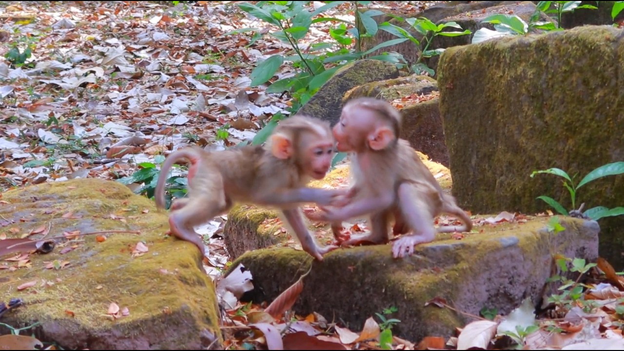 Amazing Two Gorgeous Babies Boris And Lucan The Firs Met