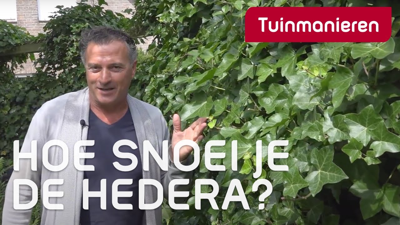 De klimop of Hedera snoeien: Hoe doe je dat? | Tuinmanieren