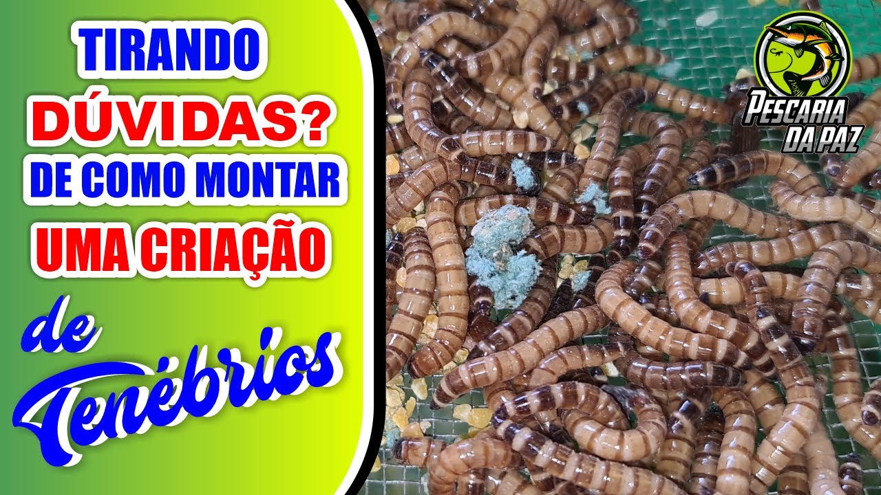 TIRANDO DÚVIDAS DE COMO MONTAR UMA CRIAÇÃO DE TENÉBRIOS @apostoloheldermendes1450