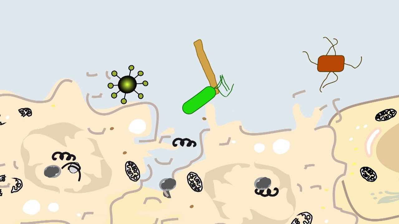 Ulm University Medical Faculty: Research and Teaching