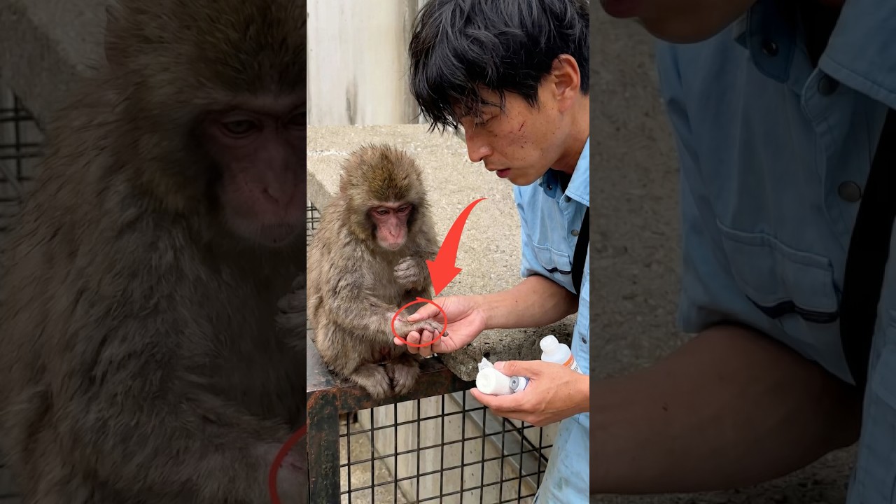 Punch odczuwał b&oacute;l nogi, więc opiekunowie zoo zabrali go do środka, aby się nim zająć #punch #punchmonkey
