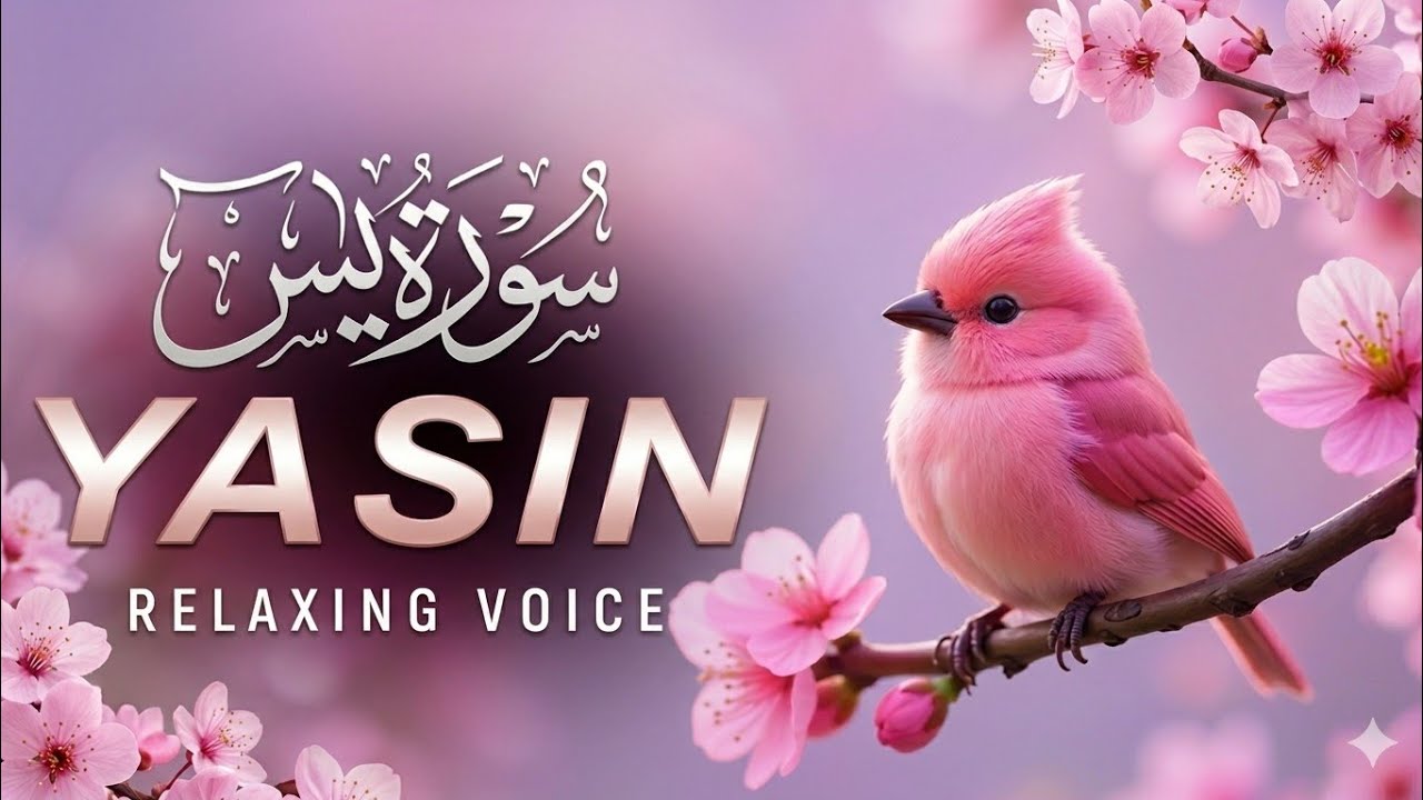 Surah Yasin Shareef Full💕YASEEN💕सूरह यासीन शरीफ💕 कुरआन का दिल💕 सुबह का तोहफ़ा💕سورہ یاسین💕Abdullah💕