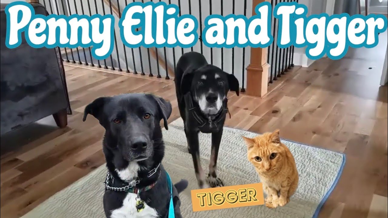 BORDER COLLIE MIX | LAB MIX | TIGGER THE CAT | DOG WALK LIFE | MEET the DOGS with DOG GUY DARIN