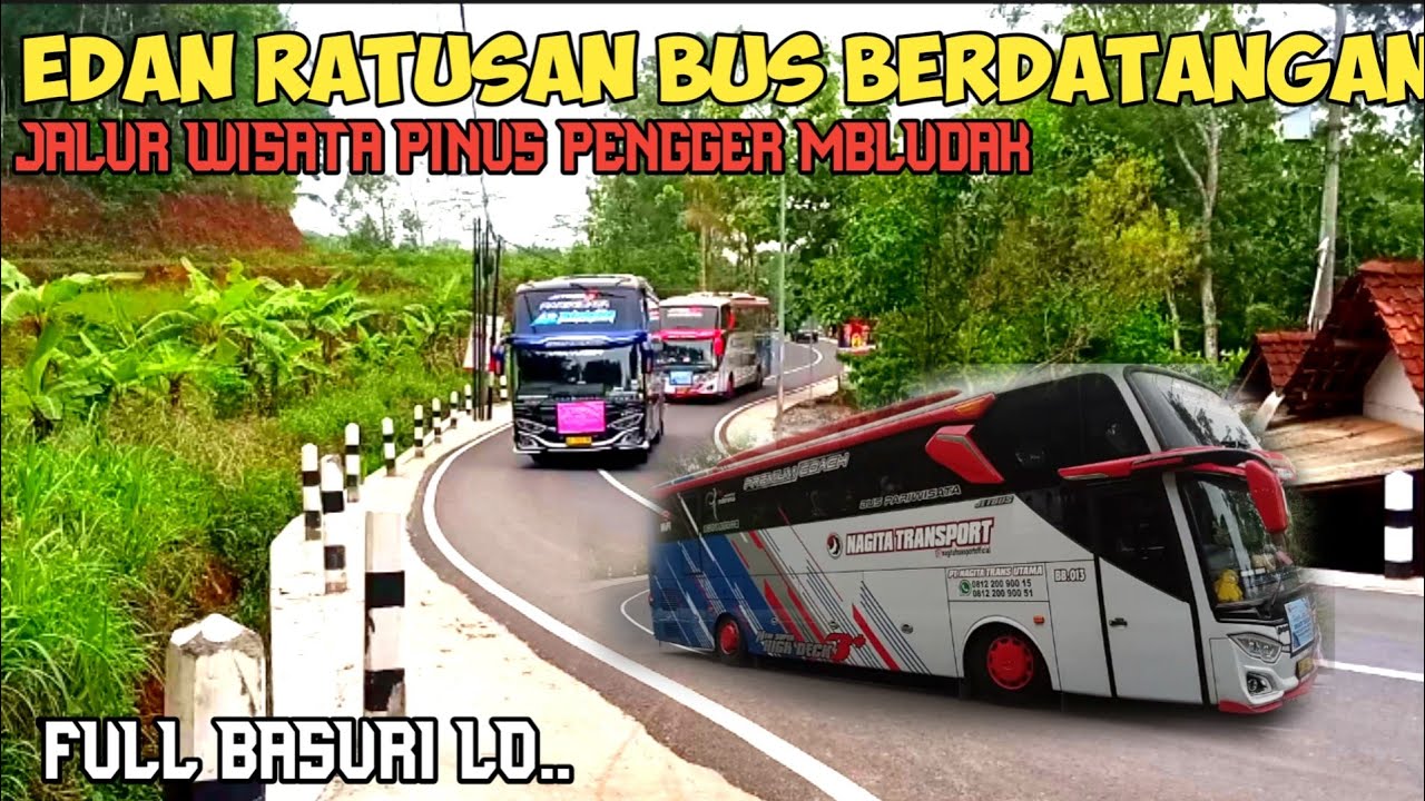 wisata Pinus pengger membludak||ratusan bis pariwisata terus berdatangan