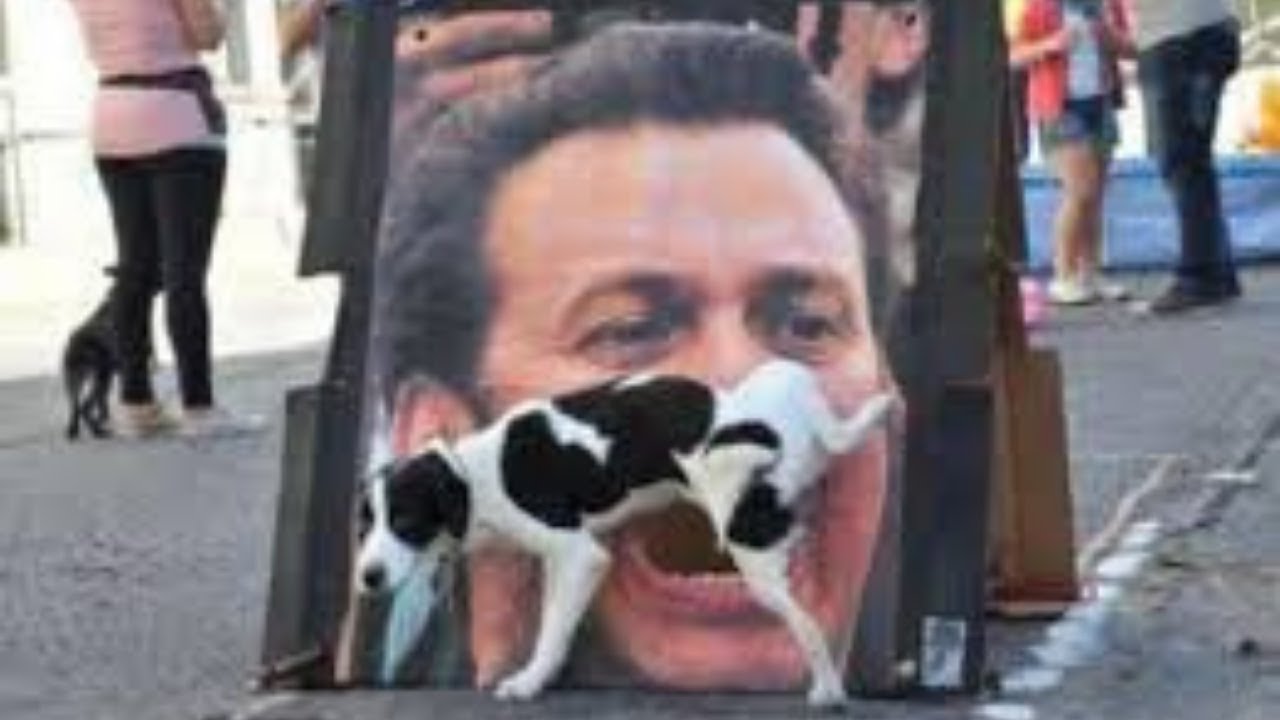 🐶 Funny Dogs Funny Animals  #27- Funniest Animals- Try not to Laugh - Funny Videos- Animal Memes