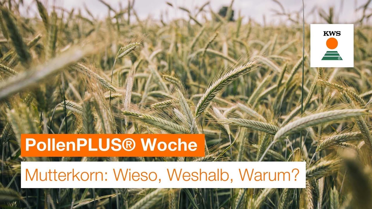 KWS PollenPLUS® Woche - Mutterkorn: Wieso, Weshalb, Warum? (Episode 1)