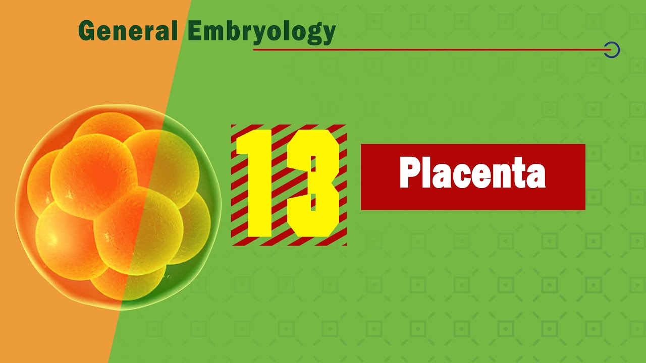 𝟏𝟑. 𝐏𝐥𝐚𝐜𝐞𝐧𝐭𝐚 (المشيمة) 🥓🥓🥓
