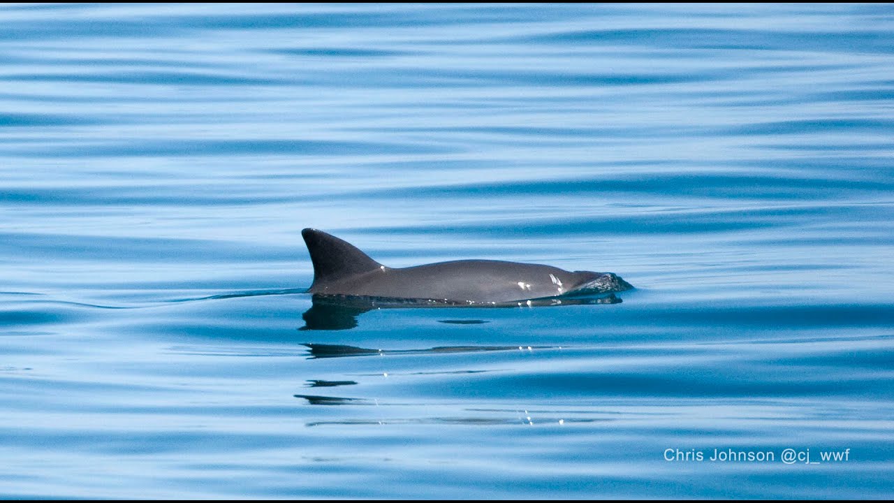 Vaquita
