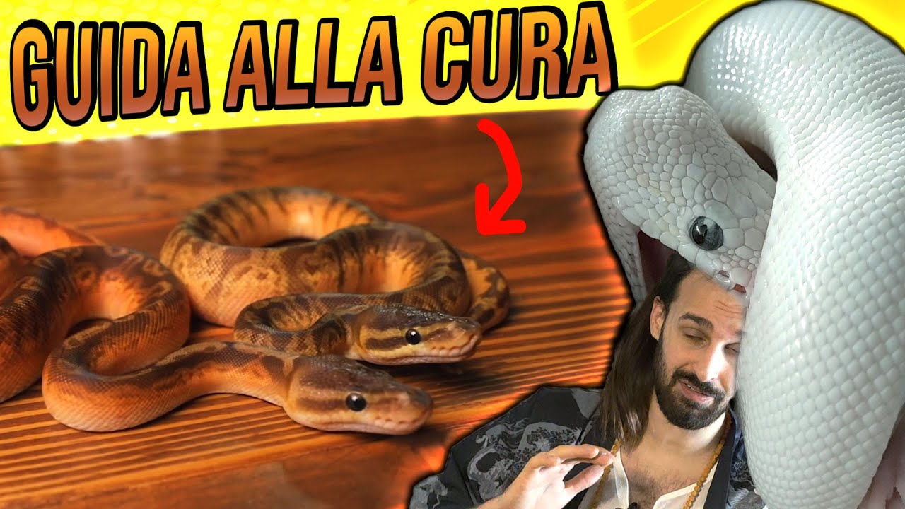 Pitone Reale - GUIDA ALLA CURA
