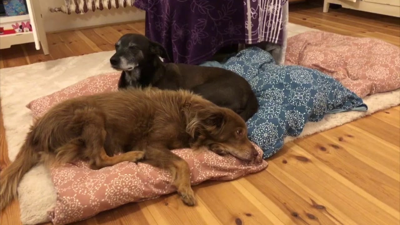 Audioterapie pro psy. Zdrav&eacute; uklidněn&iacute; a relaxace.