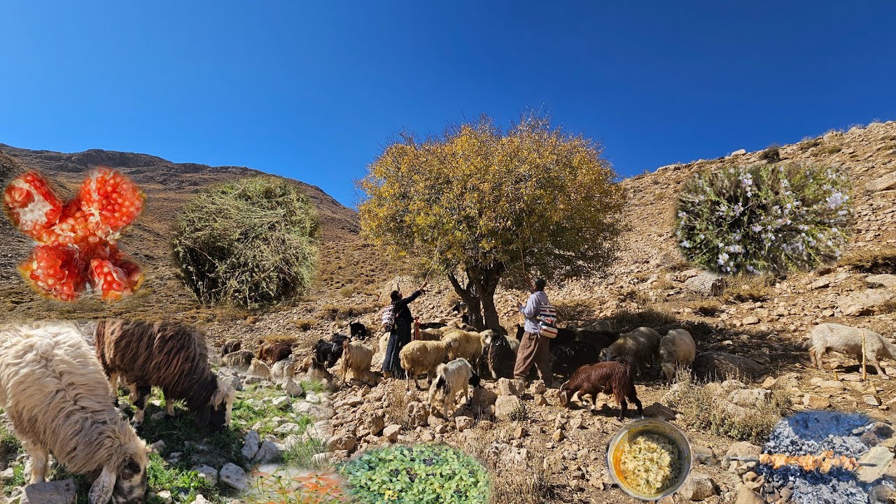 Секрет иранской кочевой жизни | Путешествие в горы 🐑 и сбор дикого тимьяна 🌿🔥