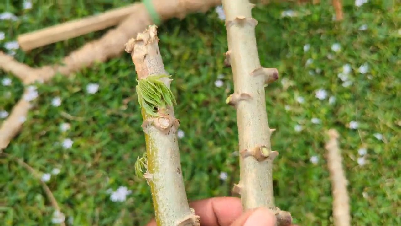 Step by step - everything about how to cut and plant cassava cuttings plus MY ETSY STORE IS OPEN 🎉🎉🎉