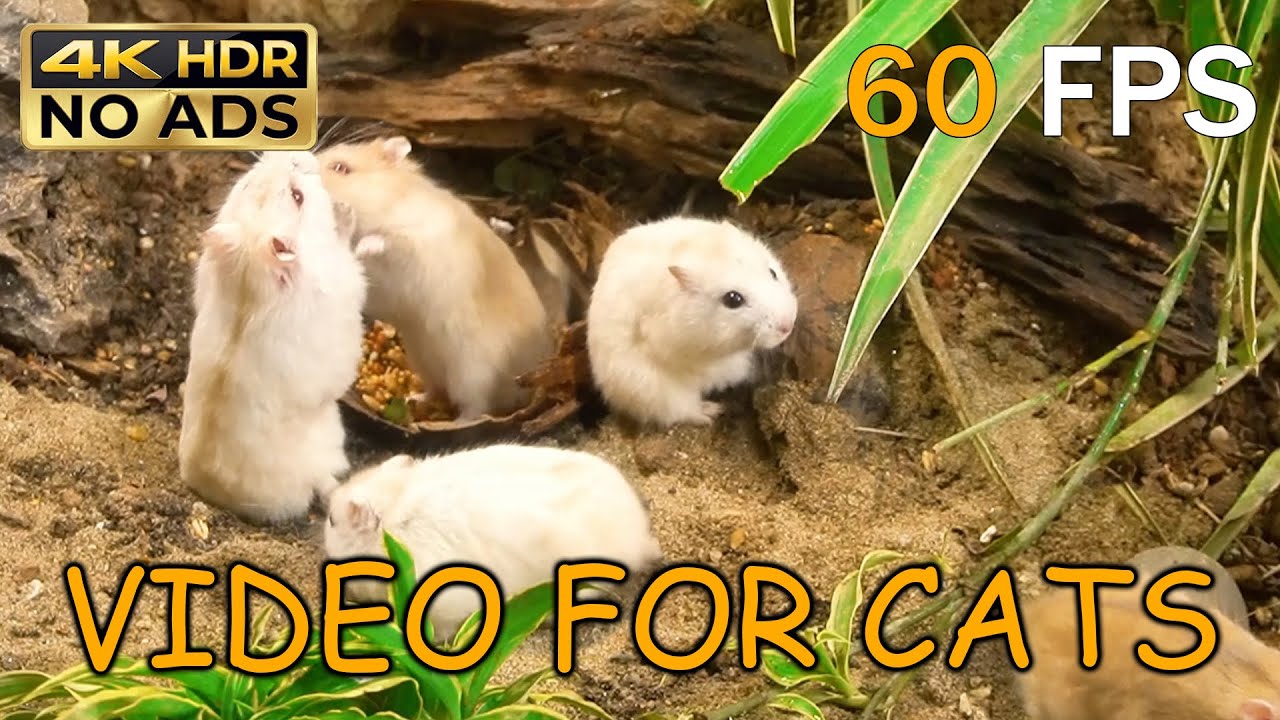 [NO ADS, NO AI] CAT TV for Cats to Watch 😺 Interactive White Mice Game 🐭 4K HDR 60FPS