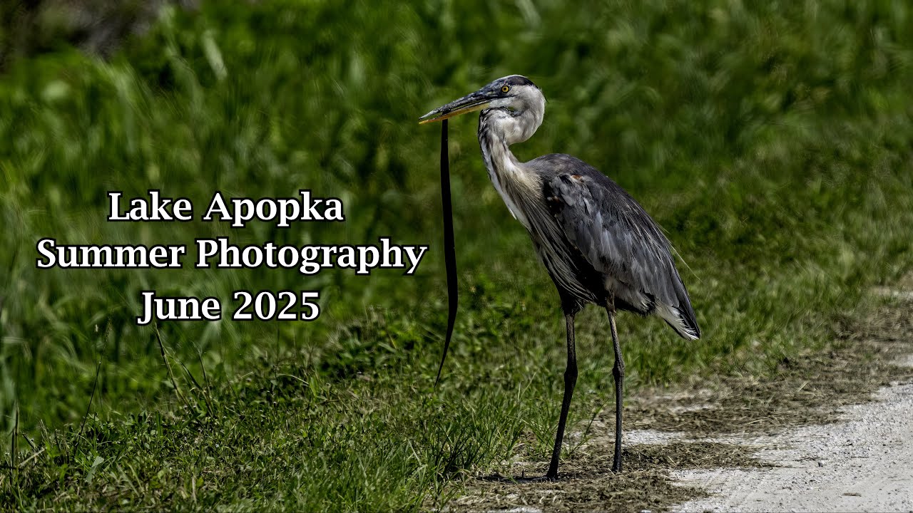 Lake Apopka Summer Photography - June 2025