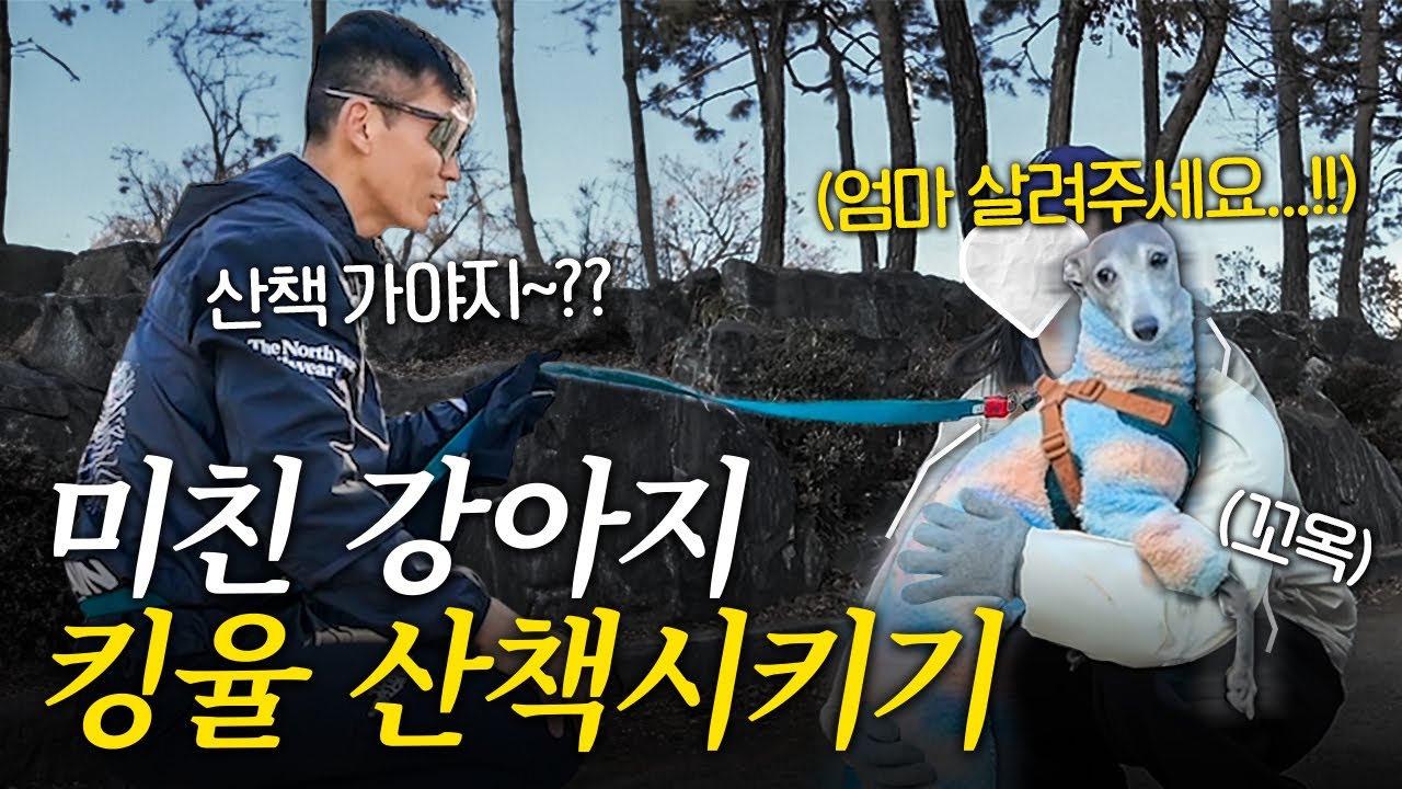 엄마 말 안 듣는 강아지 지칠 때까지 산책시켰더니 보인 반응ㅋㅋㅋ