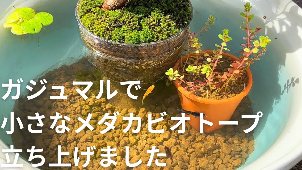 【メダカ飼育】ガジュマルを使った癒しのビオトープ立ち上げ