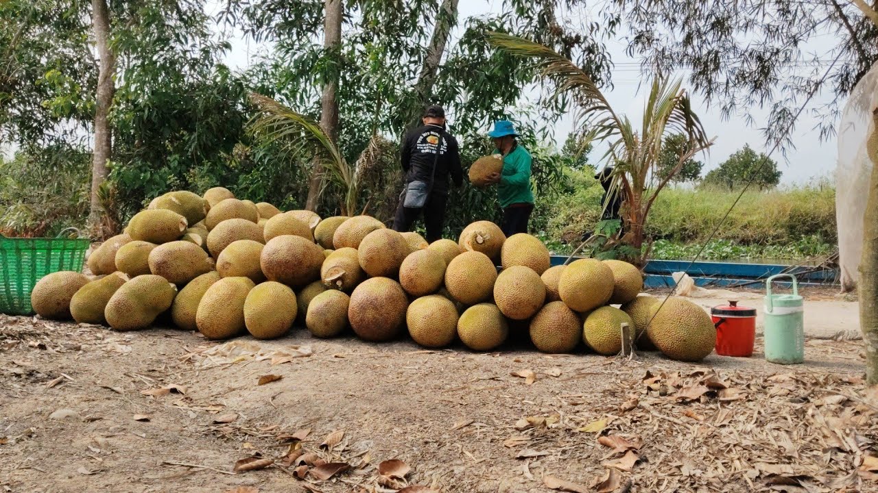 Người dân Hậu Giang thu hoạch mít ruột đỏ, trúng mùa trái to đẹp quá khủng 