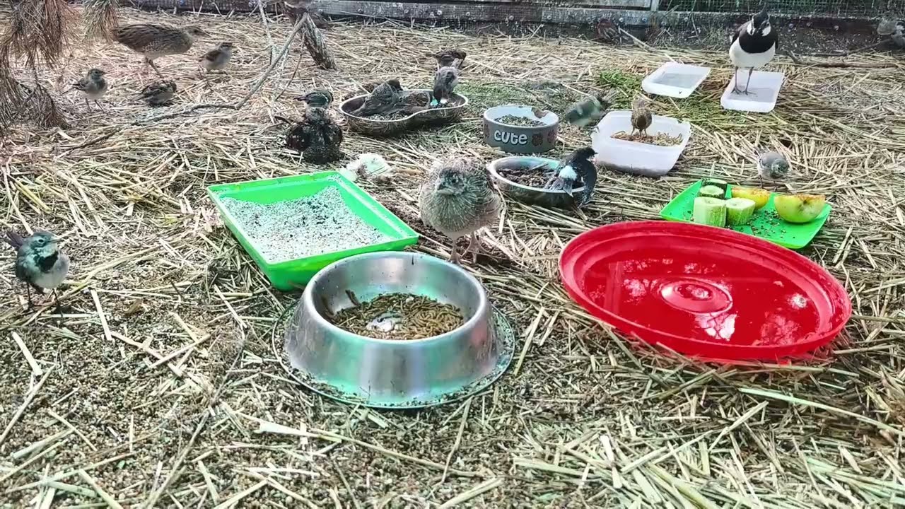 Вкусняшки для синицы Катышка и его друзей 