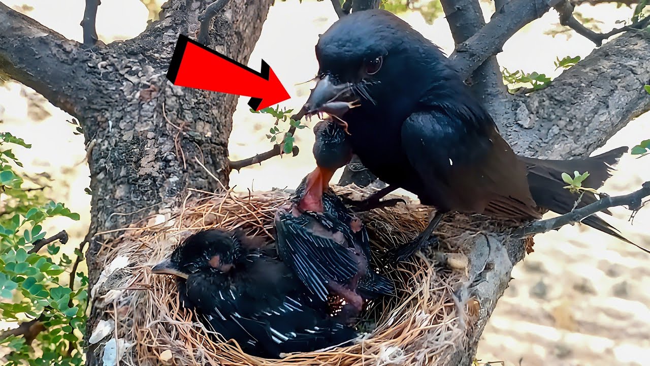 Drongo baby can't see the beak of mother!