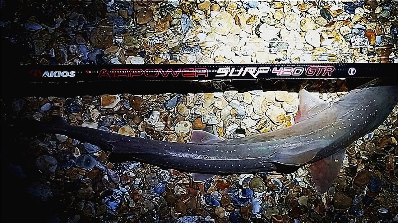 SEA FISHING UK - SMOOTHHOUND FISHING IN PEVENSEY BAY - UK BEACH FISHING