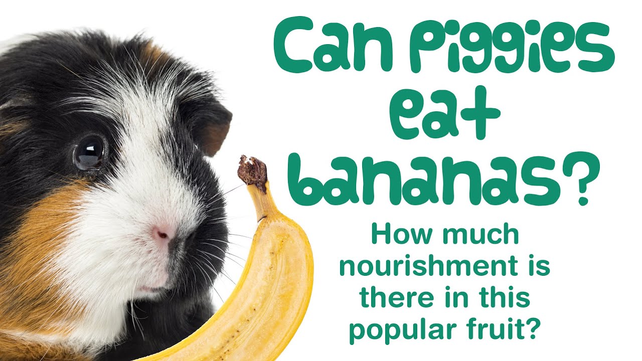 Can GUINEA PIGS Eat BANANA & BANANA PEEL or Banana Chips? | Do They LIKE Banana?