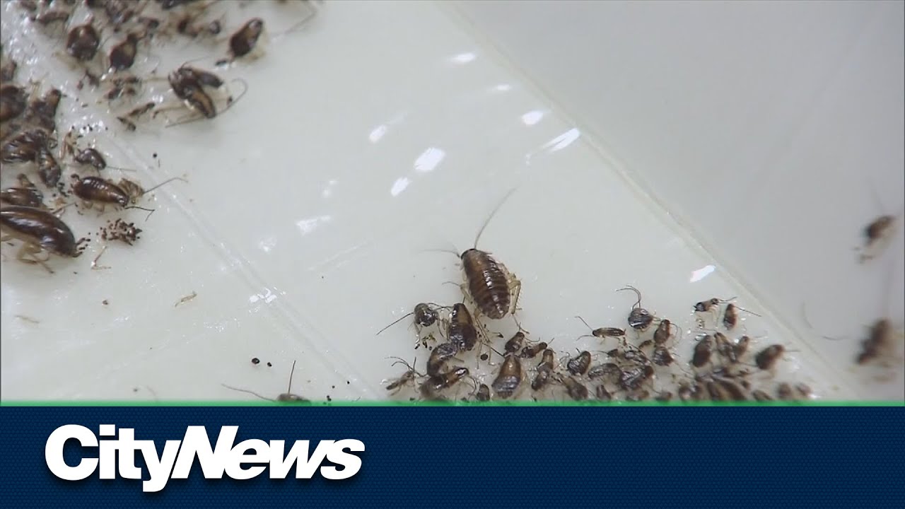 Should Torontonians be worried about a surge in bedbugs?