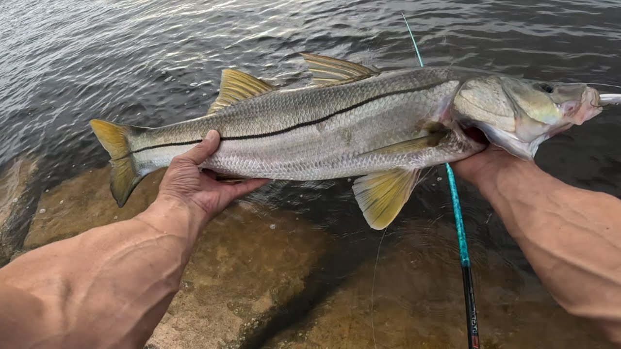 Best Snook Fishing in Jacksonville Fla.