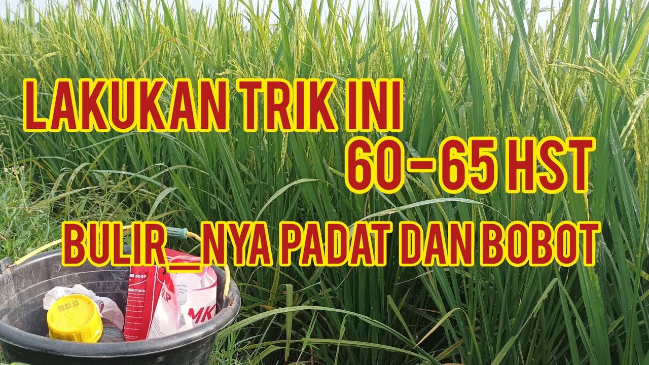 Tips Menghasilkan Padi Berbobot di Usia 60-65 HST