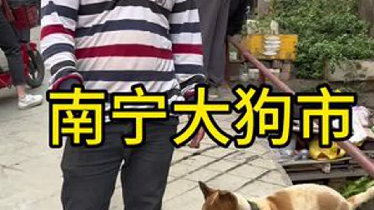 #喜欢中华田园犬请关注 #不养狗不知道养狗的乐趣 #虎斑犬 #狗市