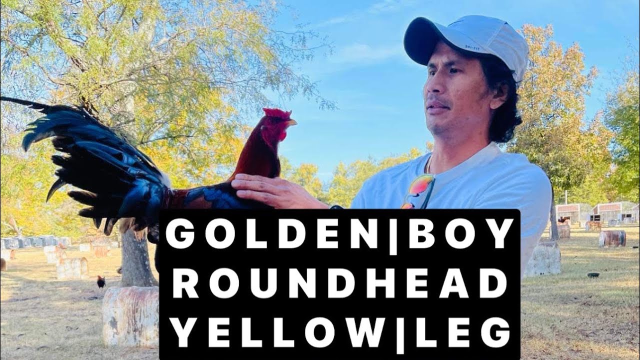 GOLDENBOY | ROUNDHEAD | YELLOW | LEG…GILLIAM FARM🔥