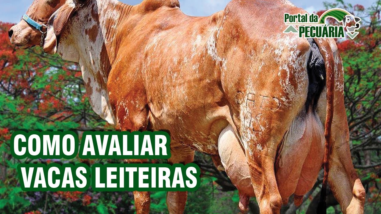 Curso Como avaliar vacas leiteiras para compra ou seleção.