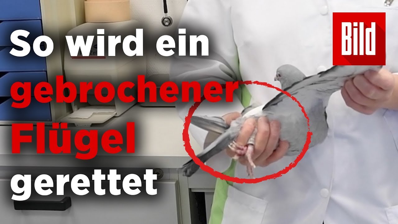 Taubenklinik Essen – Hier werden Flügel repariert und Würmer entdeckt