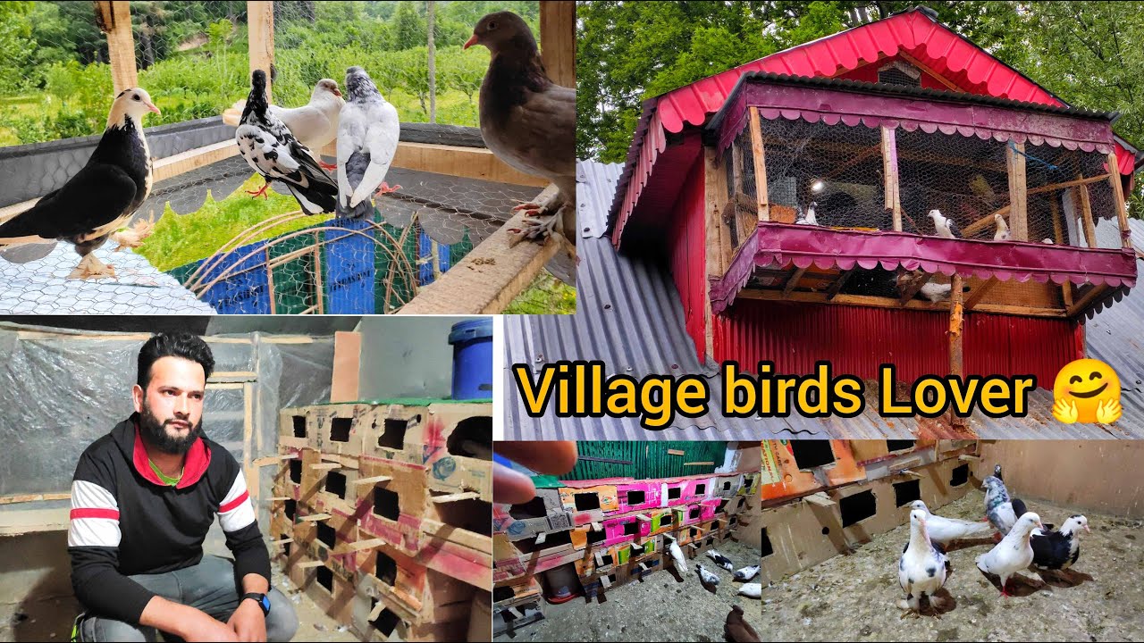 This feeling 🤗 A true pigeon lover and his pigeon house in Forests 😲 Mesmerizing view  😍 8491017565