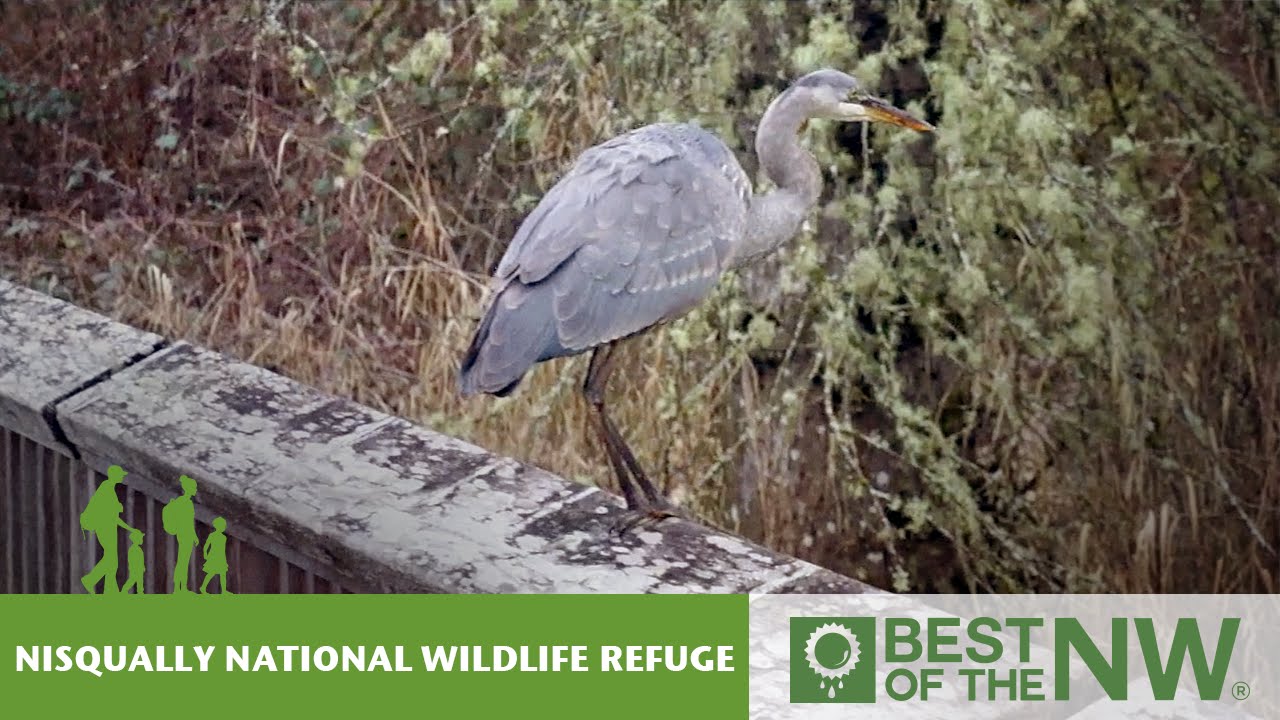 Nisqually National Wildlife Refuge