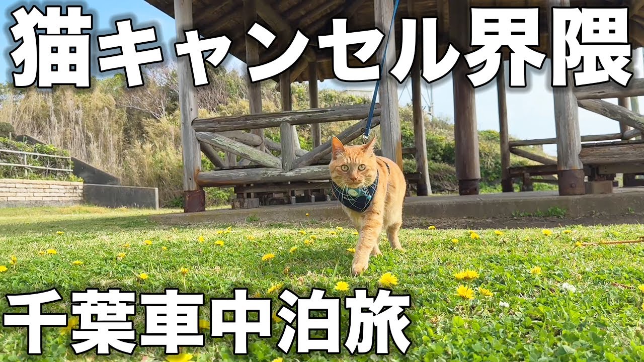 【猫キャンセル界隈】旅に慣れすぎた愛猫が猫を辞めてるw【千葉旅】