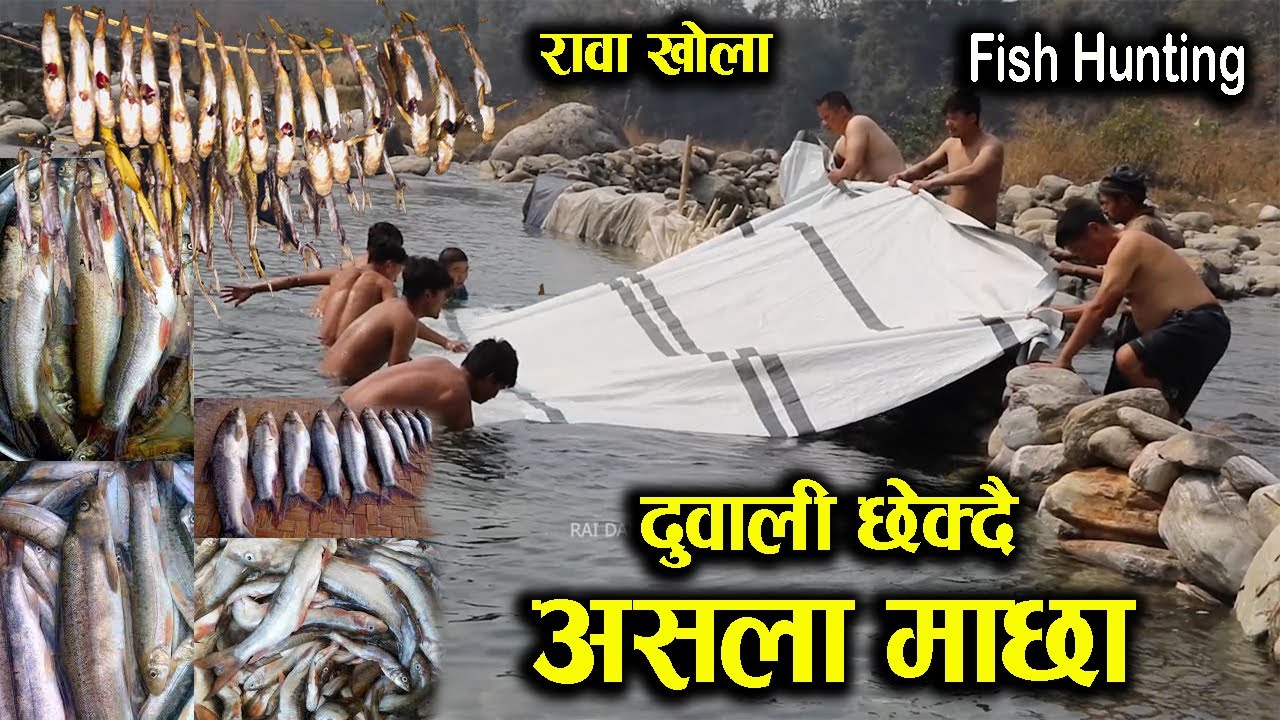 FISH HUNTING DAY 5 VLOG || DUWALI || ASHALA MACHAA || KHOTANG RAWA KHOLA
