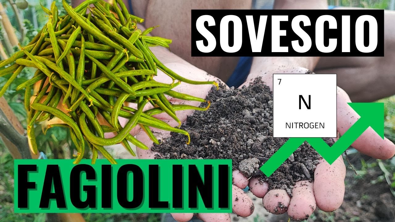 SOVESCIO con FAGIOLINI: metti il TURBO al tuo TERRENO!